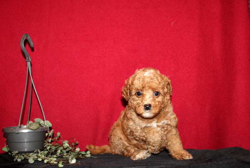 puppy, for, sale, Mini GoldenDoodle F2BB, Matthew B. Stoltzfus, dog, breeder, Gap, PA, dog-breeder, puppy-for-sale, forsale, nearby, find, puppyfind, locator, puppylocator, aca